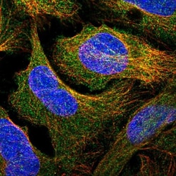 Contactin-5 Antibody, Novus Biologicals 0.1mL; Unlabeled:Antibodies, Polyclonal
